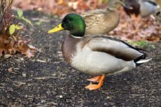 Male Duck Posing Royalty Free Stock Photos Male Duck Posing Royalty Free Stock Photos