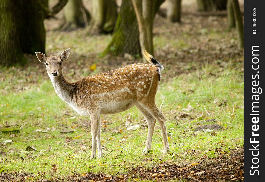 Female fallow deer (Dama dama) in the Waterleidingduinen, The Netherlands