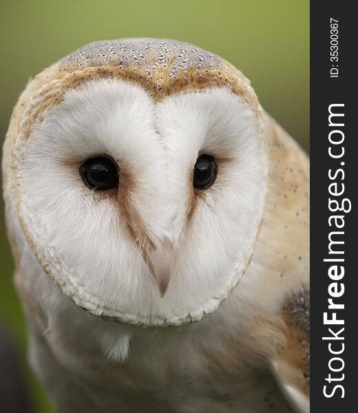 Close up portrait of a barn owl (Tyto alba)