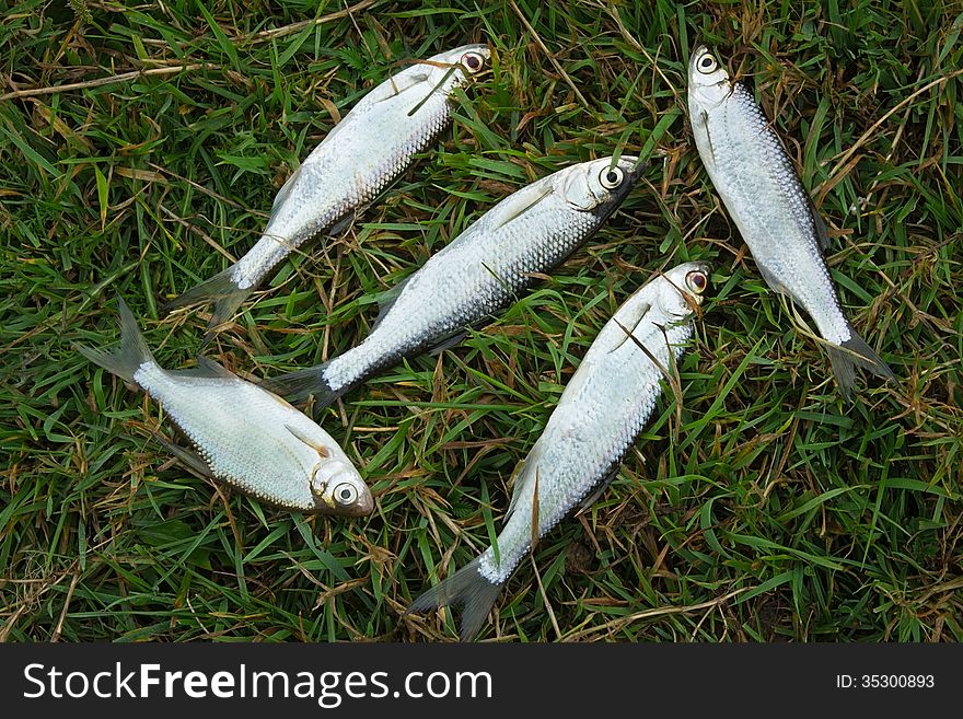 A few small fish caught in the river, lying on the Bank on the green grass. A few small fish caught in the river, lying on the Bank on the green grass.