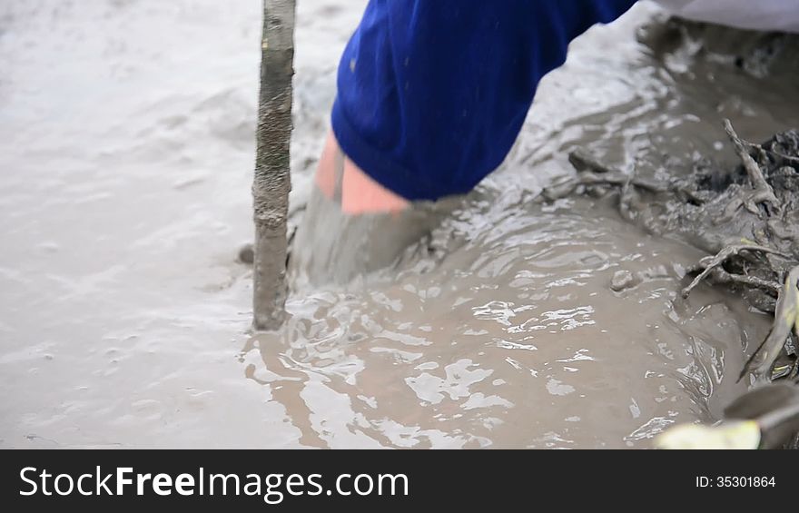 A man planting young mangrove in the mud of sea beach intertidal forest. A man planting young mangrove in the mud of sea beach intertidal forest