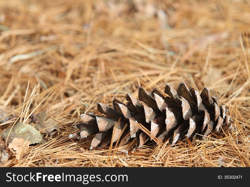 Golden pine cone and needles with a blurred background. Golden pine cone and needles with a blurred background