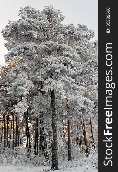 Trees at winter covered with the snow. Sunshine penetrating from behind. I loved the shot for its light and mood.