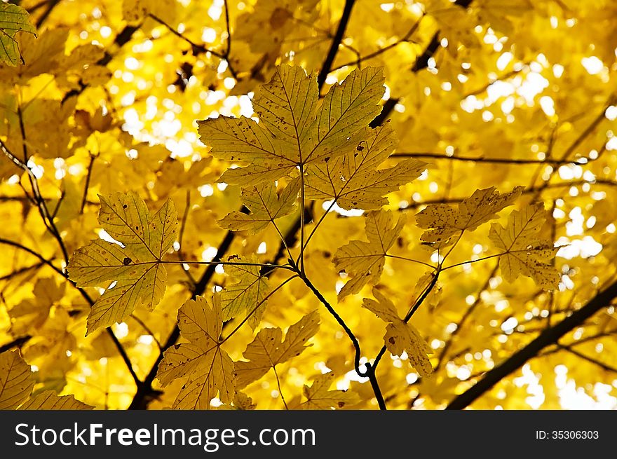 View of autumn leaves on the branches of maple