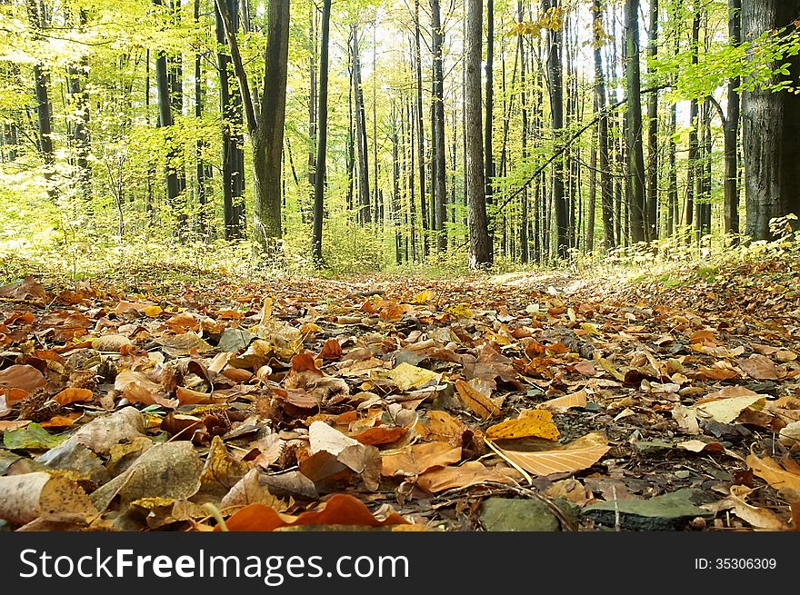 In the autumn forest with leaves and trees. In the autumn forest with leaves and trees