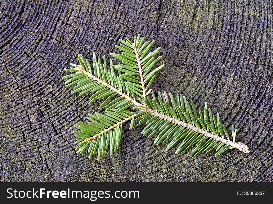 Fresh twig spruce on old stump. Fresh twig spruce on old stump