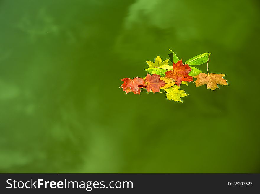 Floating Leaves On Green Water