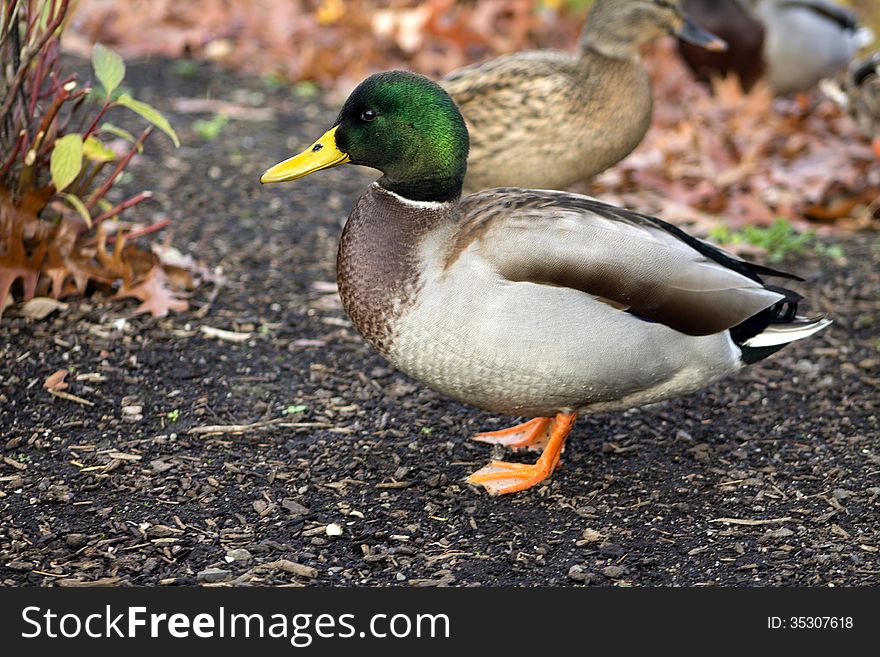 This duck wanted his picture so he came up and posed for it. His mate is in the background waiting her turn. This duck wanted his picture so he came up and posed for it. His mate is in the background waiting her turn.