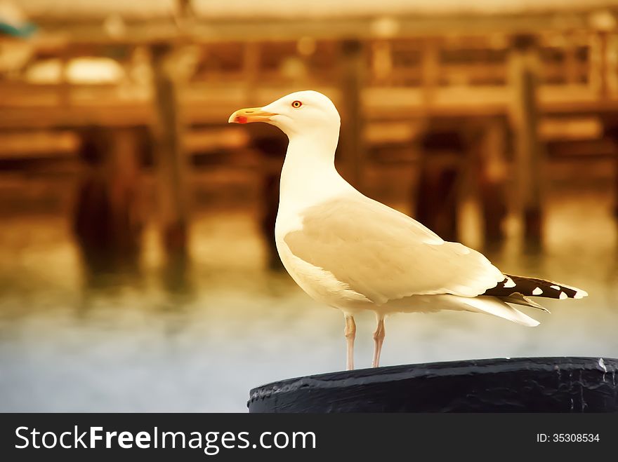 A seagull on a pier at sunset