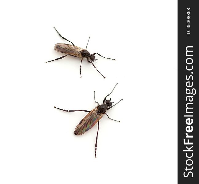 Male March Fly (Bibio longipes) on a white background