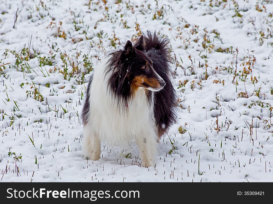 This image of the sheltie standing in the snow was taken in NW Montana just after a new snowfall. This image of the sheltie standing in the snow was taken in NW Montana just after a new snowfall.