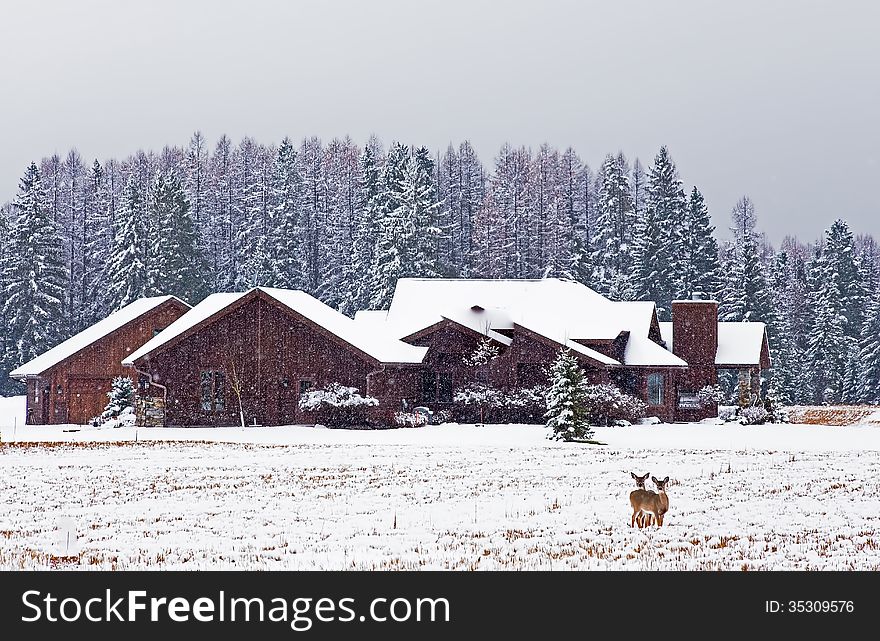 This image of the two whitetail deer was taken in a snow covered field with large snowflakes coming down. This image of the two whitetail deer was taken in a snow covered field with large snowflakes coming down.