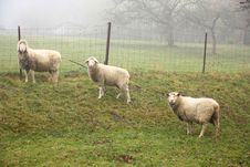 Three Sheep Royalty Free Stock Photo