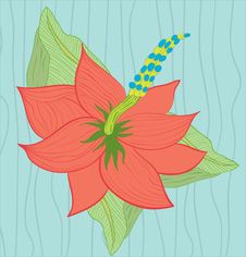 Hibiscus Flower Royalty Free Stock Image Hibiscus Flower Royalty Free Stock Image