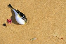 Pufferfish On The Beach Royalty Free Stock Photo Pufferfish On The Beach Royalty Free Stock Photo