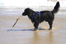 Happy Dog Playing On The Beach Stock Photo Happy Dog Playing On The Beach Stock Photo