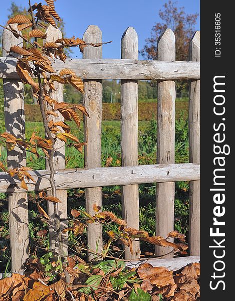 Wooden fence with foliage autumnal under blue sky