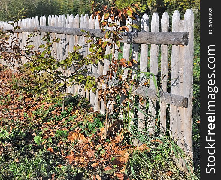 Wooden fence with foliage autumnal under blue sky