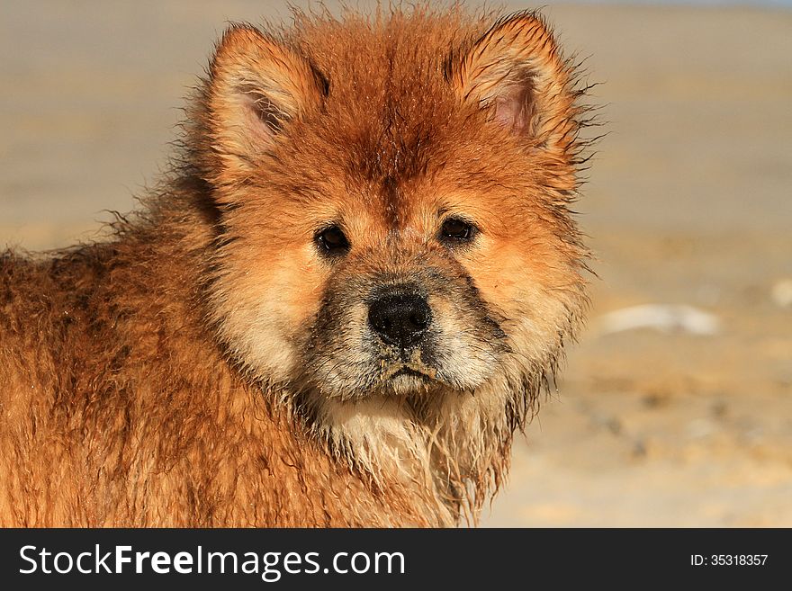 Young Chow dog wet from swimming in the ocean. Young Chow dog wet from swimming in the ocean