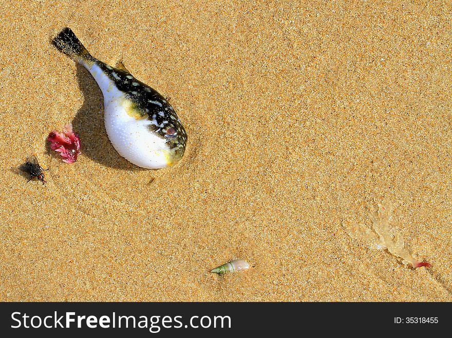 Dead washed up pufferfish on the beach