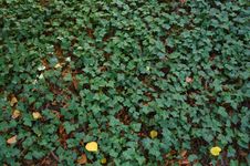 Green Ivy Texture Royalty Free Stock Photos Green Ivy Texture Royalty Free Stock Photos