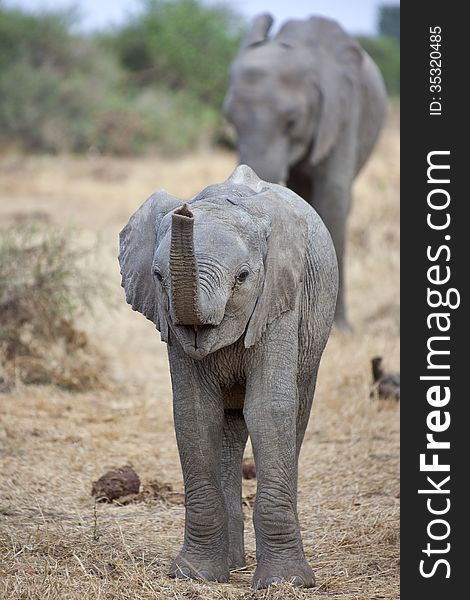 Elephant calf with trunk raised.
