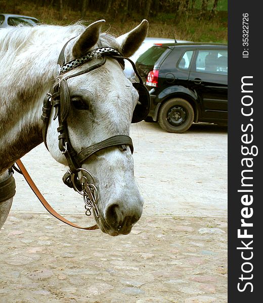 Head of a horse with a tied up in the parking of a car in Lublin. Head of a horse with a tied up in the parking of a car in Lublin.