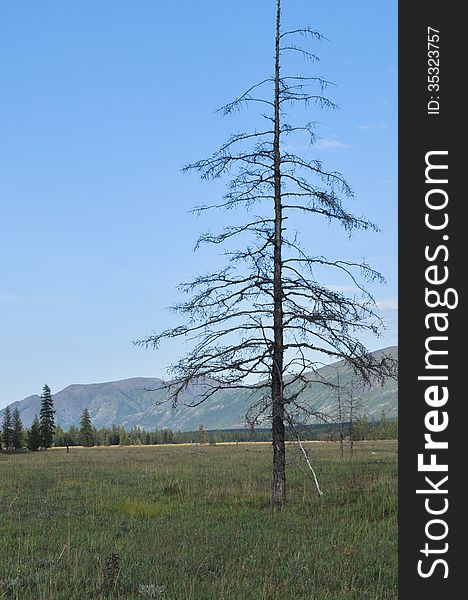 Green meadows in mountain valley of the river Suntar. Russia, Yakutia, A Ridge Of Suntar-Khayata.