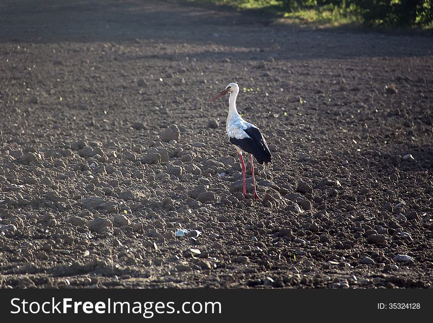 Stork in the field