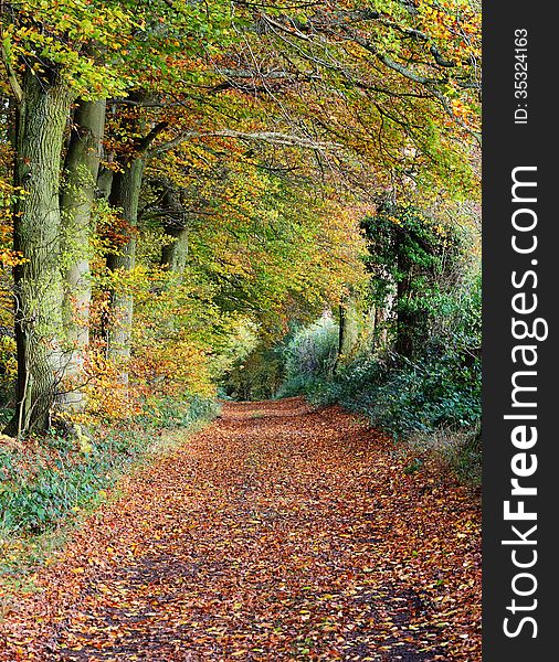 Late Autumn Woodland scene in Rural England with Beech trees lining a footpath. Late Autumn Woodland scene in Rural England with Beech trees lining a footpath