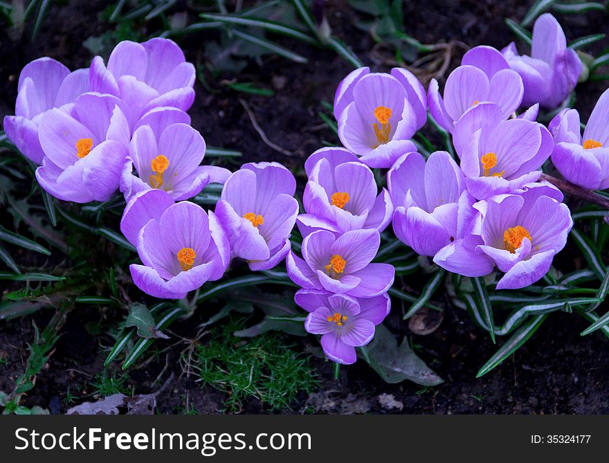 Purple young little crocuses in spring air. Purple young little crocuses in spring air