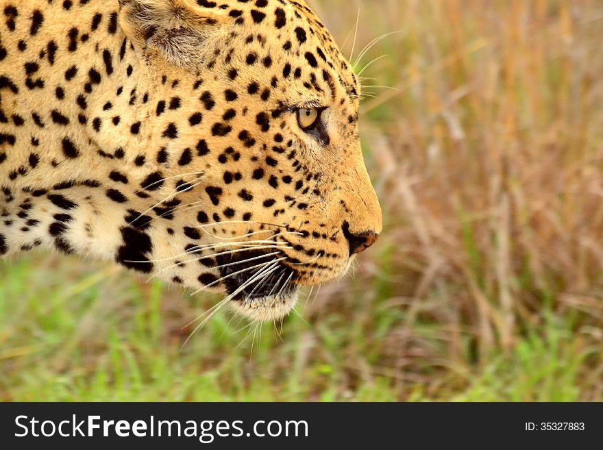 A close up photo of a leapard in the Kruger National park. A close up photo of a leapard in the Kruger National park.