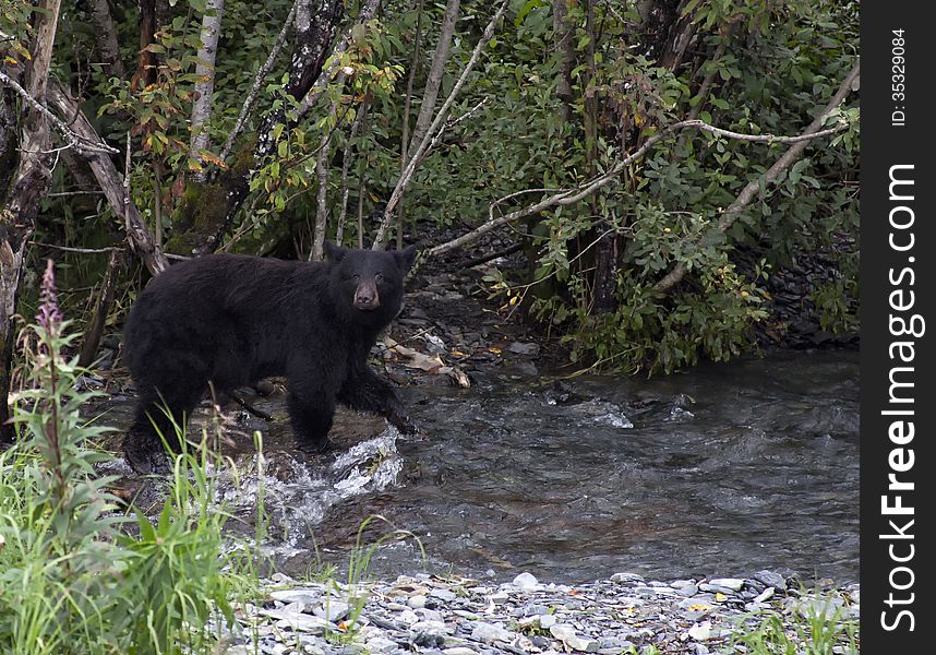 American black bear walks along side a fresh water stream, hunting, in search of salmon. Autumn in Valdez, Alaska.
