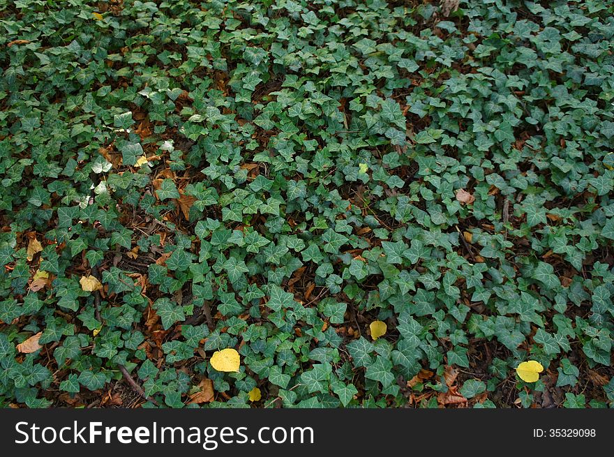 Green ivy texture