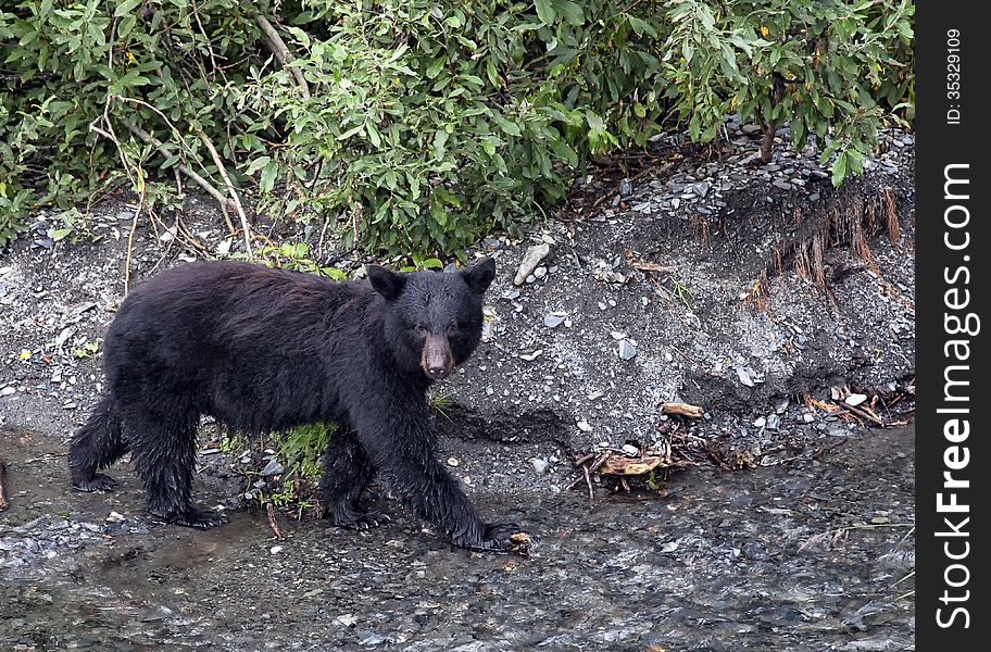 American black bear walks along side a fresh water stream, hunting, in search of salmon. Autumn in Valdez, Alaska.