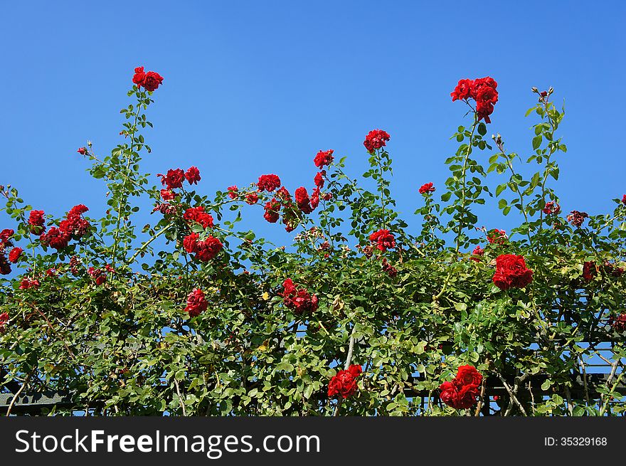 Red blossoming rose-tree texture. Red blossoming rose-tree texture