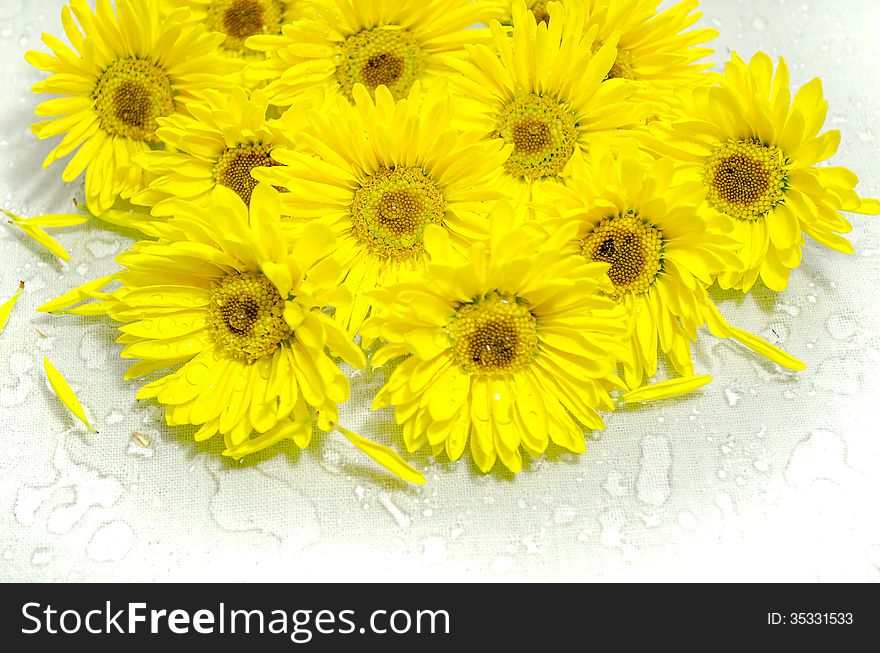 Yellow chrysanthemums on a canvas with water drops