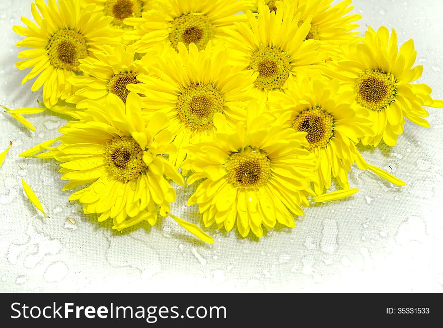 Yellow Chrysanthemum