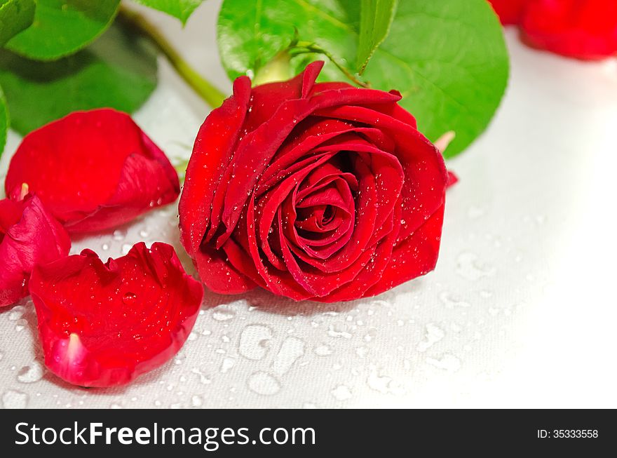 Red roses on a white background