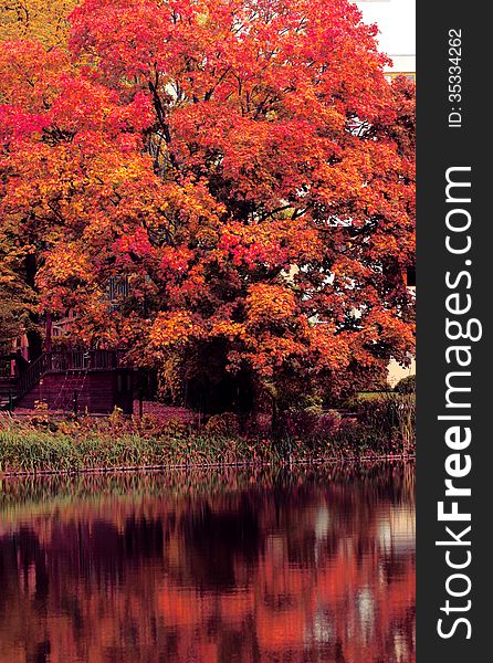Red autumn tree near the lake