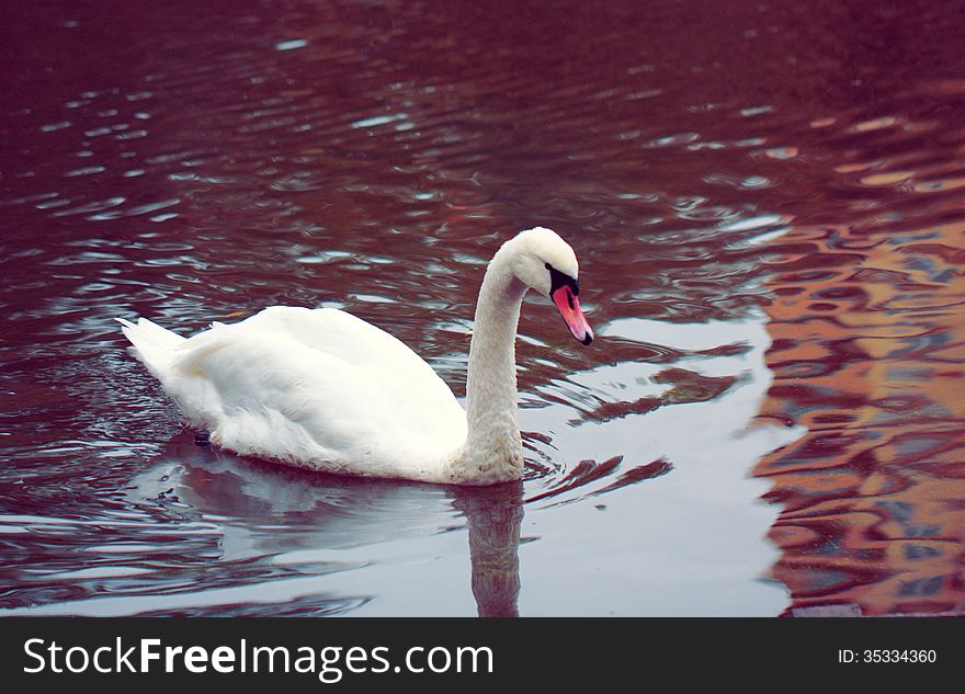 Swan on the autumn lake