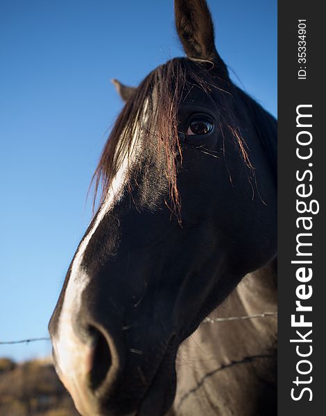 Portrait of a closeup quarter horse leaning over a fence in front of deep blue sky background. Portrait of a closeup quarter horse leaning over a fence in front of deep blue sky background.