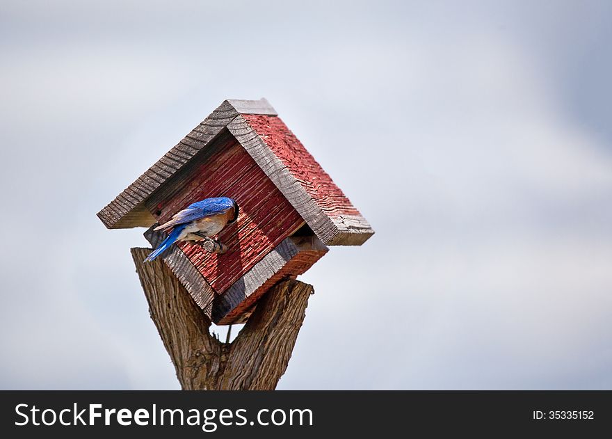 A bluebird sticks his head inside a bird house. A bluebird sticks his head inside a bird house.