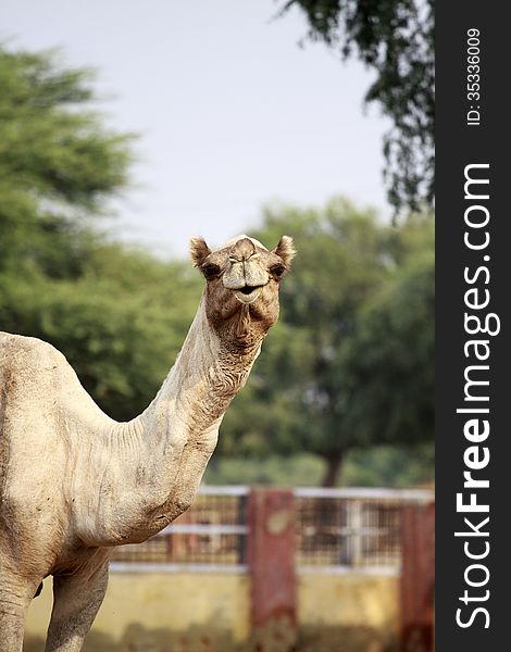 Camel farm near Bikaner. Camel farm near Bikaner.