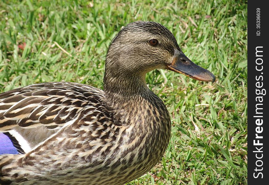 Mallard Hen.