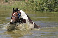 Paint Horse Swimming In Dam Royalty Free Stock Photo