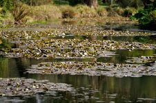 Pond Stock Photo Pond Stock Photo