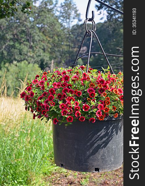 Hanging flower planter filled with beautiful red petunias. Hanging flower planter filled with beautiful red petunias