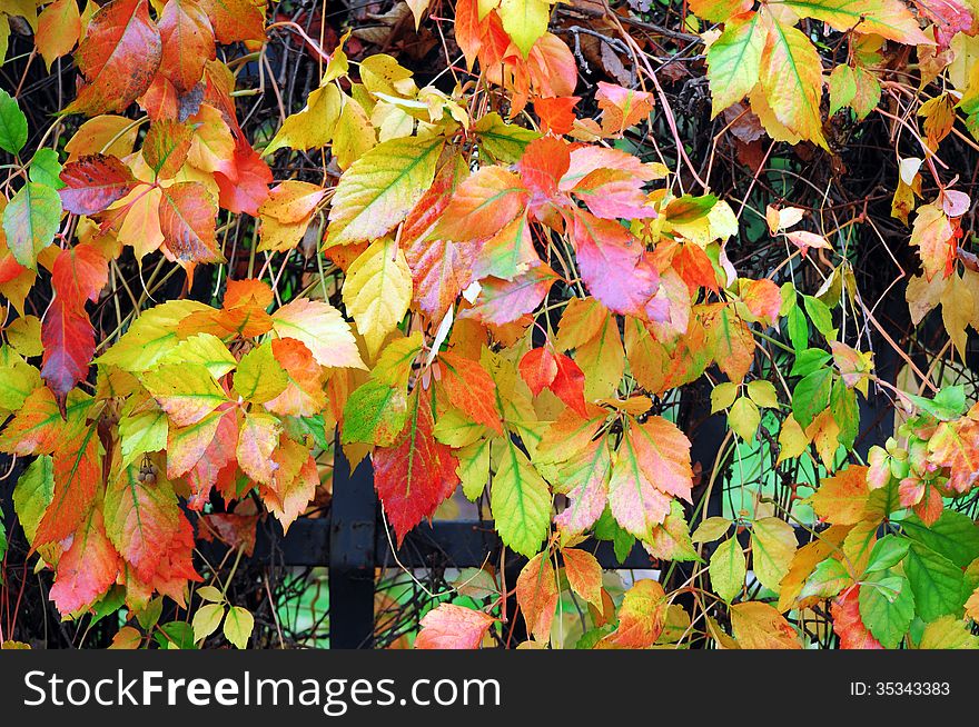 Metal fence covered with colorful autumn leaves. Metal fence covered with colorful autumn leaves