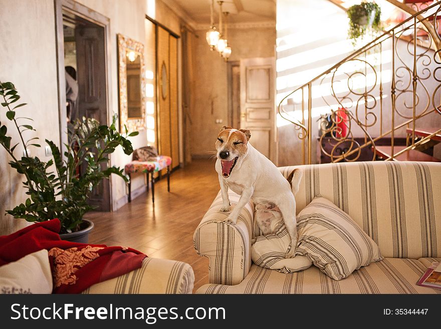 Jack Russell Terrier on a sofa indoor. Jack Russell Terrier on a sofa indoor